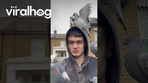 Human Pigeon Perch || ViralHog