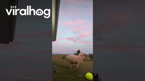 Pet Ram Knocks Down Man With Punching Bag on New Zealand Farm || ViralHog