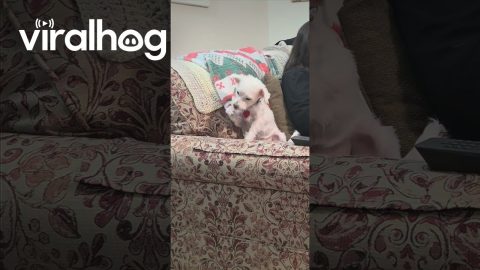 I Think My Dog Might Be an Undercover Cat || ViralHog