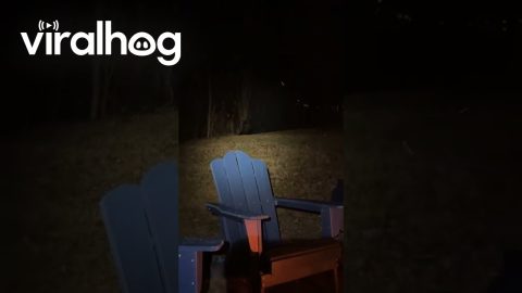 Black Bear Watches Campfire From The Shadows || ViralHog