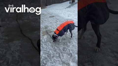 Dog Digs For Stick Stuck In Ice || ViralHog