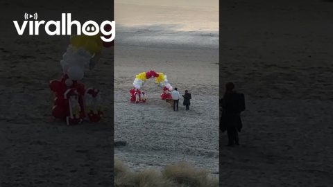 Dog's Sunset Birthday Celebration At Cannon Beach || ViralHog