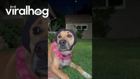 Anxious Pup 4th of July Ear Protection || ViralHog