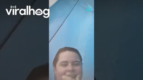 Little Dog Loves Waterslide || ViralHog Shorts