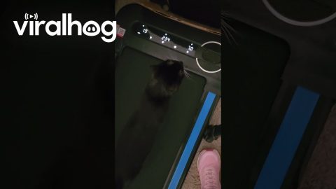 Luna the Feline Treadmill Addict || ViralHog
