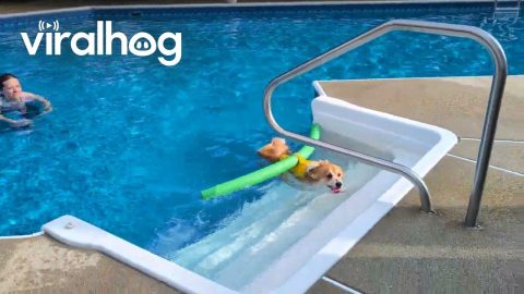 Corgi Swims with Pool Noodle Stabilizer || ViralHog