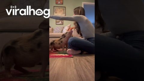 Mini Pig Loves to Give Kisses || ViralHog