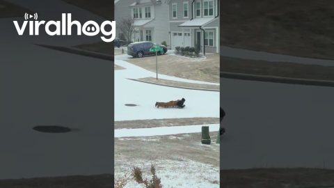 Snow Day in North Carolina and My Neighbors Made the Best of It || ViralHog