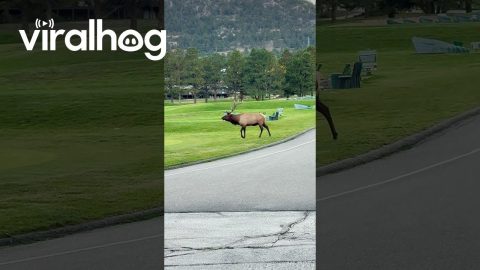 Rowdy Bull Elk Smashes Passing Car || ViralHog