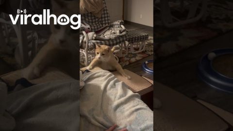 Wobbly Cat Wants Up on the Couch, No Help Needed Thank You! || ViralHog