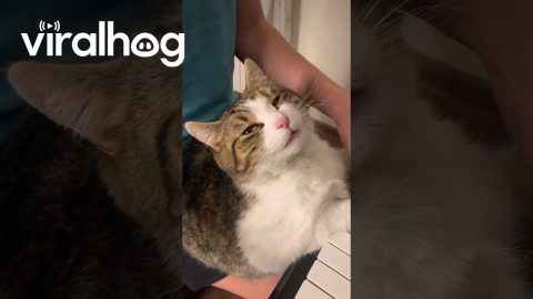 Cat Loves Chopin and His Owner || ViralHog