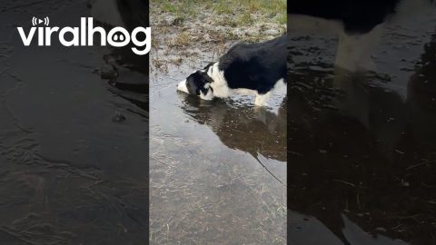 Dog Enjoys Biting Through Iced Over Puddles || ViralHog