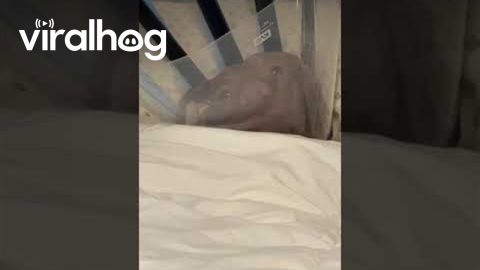 Pup Grumpy At Surgery Cone || ViralHog