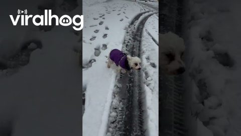 Brave Little Maltese Pup Jumps Into Icy Water || ViralHog