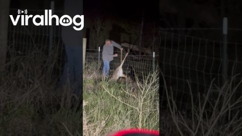 Man Untwists Wire Fence To Save Tangled Deer || ViralHog