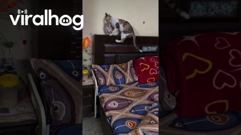 Cat Jumping With Her Kitten || ViralHog