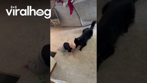 Border Collie Entertains Baby Baby Brother || ViralHog