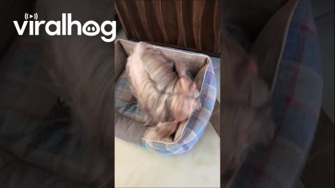Yorkshire Terrier Shows Off Long Hair and Pigtails || ViralHog