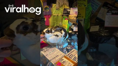Mochi the Working Rabbit || ViralHog