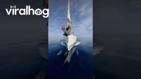Dolphins From the Bow of Our Sailboat || ViralHog