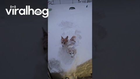 Corgis Disappear in Fluffy Snow || ViralHog