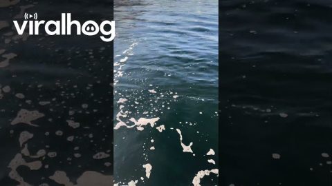 Whale Feeding in Harbor Ketchikan Alaska || ViralHog