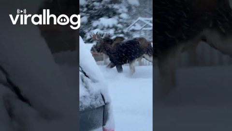 Close Call as Moose Charges at Man Clearing Snow in Alaska || ViralHog