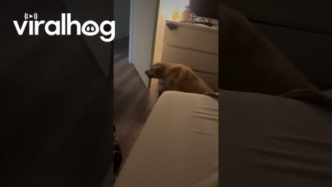 Dog Not as Athletic as She Used to Be || ViralHog