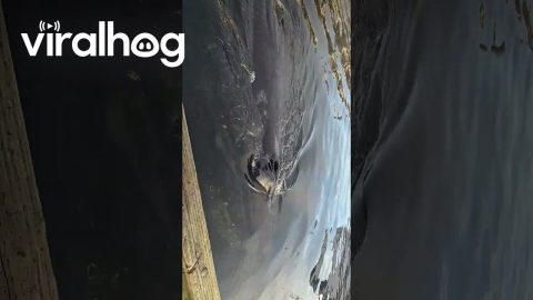 Humpback Sighting in Ketchikan, Alaska Cruise Ship Harbor || ViralHog