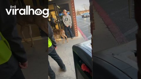 Curious Deer Walks Into Grocery Store || ViralHog