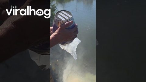Returning Aunt Janet To The Water || ViralHog