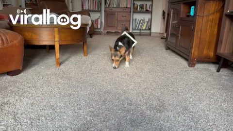 Laszlo Doesn’t Fit Like He Used To || ViralHog