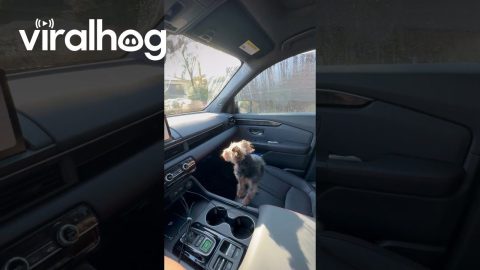 Yorkie Versus Arch Nemeses The Wiper Blade || ViralHog
