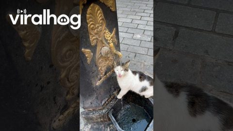 Furry Friend Waits For Fountain Water || ViralHog