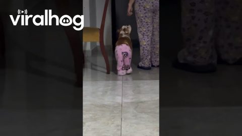 Dog and Owner Have a PJ Party || ViralHog