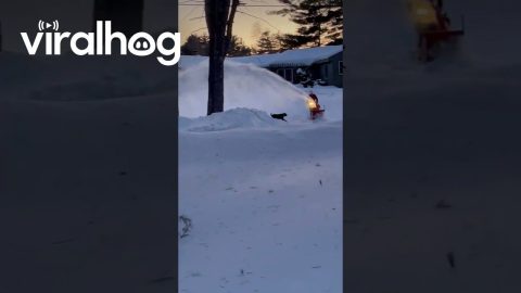 Black Lab Taking on the Snowblower || ViralHog