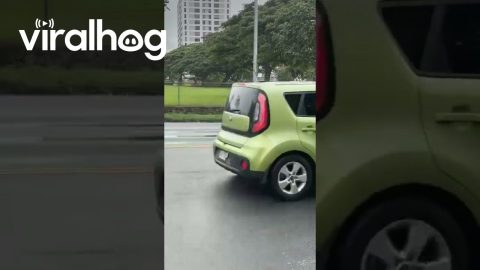 Mister Chicken Has Finally Crossed the Road in Hawaii || ViralHog