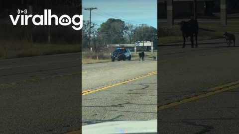 Cow Chased by Dog and Cops || ViralHog
