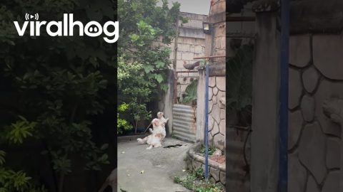 My Dogs Are Obsessed With the Neighbor's Chicken || ViralHog