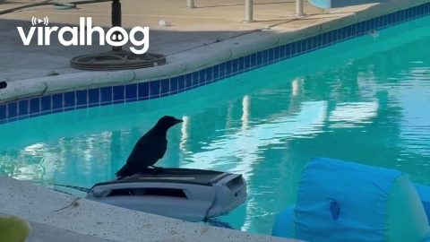 New Crow Transportation Just Dropped || ViralHog