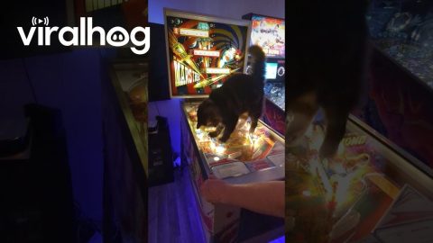When Your Cat Loves Pinball || ViralHog