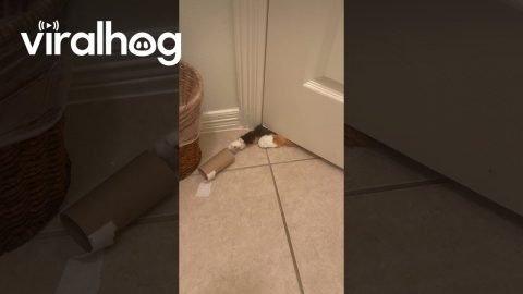 Cat Reaches Under Bathroom Door to Grab Toilet Paper || ViralHog