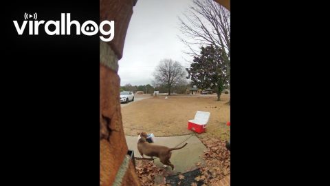 Dog Steals Package || ViralHog