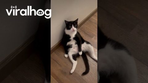 Bandit the Tuxedo Cat Doing His Thing || ViralHog