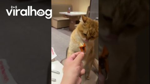Cat Politely Refuses Offered Crab || ViralHog