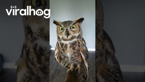 Watching Me Like a Great Horned Owl || ViralHog