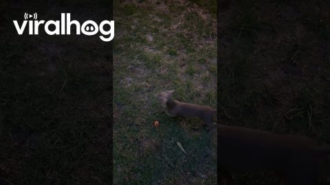 Bunny Hopping Dachshund || ViralHog