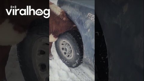 Cow Gets Its Head Stuck in a Wheel Well || ViralHog