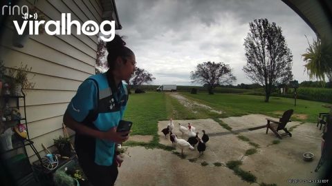 She Didn't Like the Turkeys || ViralHog