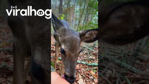 Deer in the Woods Being Friendly to Hunter || ViralHog